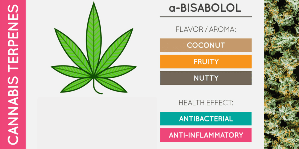 Powerful Terpenes That Enhance Your Cannabis High (Guide 2026)