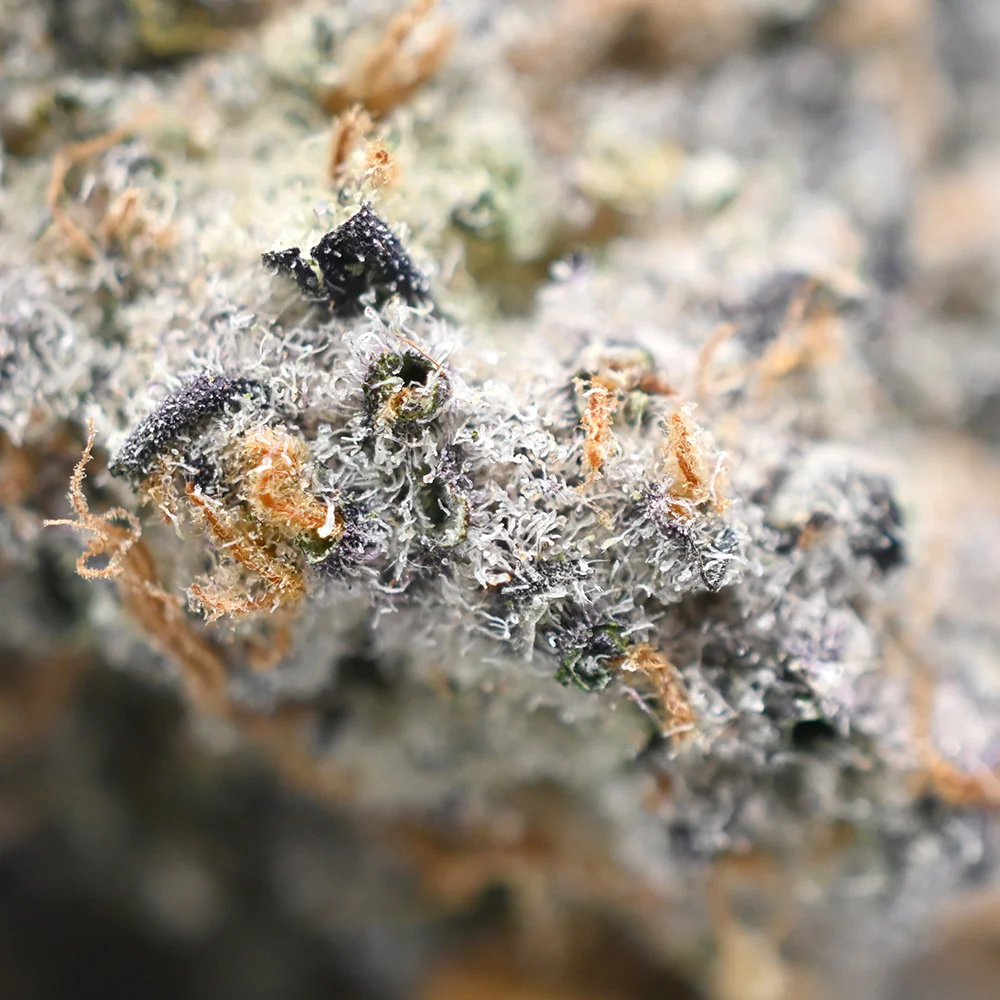 Crescendo weed Strain