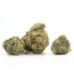 Critical Kush Strain