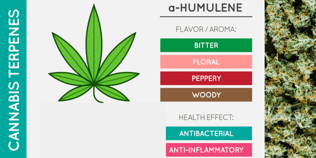 Powerful Terpenes That Enhance Your Cannabis High (Guide 2026)