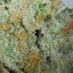 Layer Cake Strain