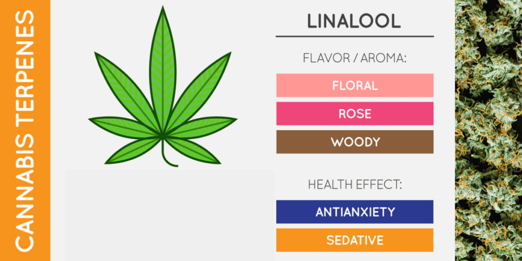 Powerful Terpenes That Enhance Your Cannabis High (Guide 2026)