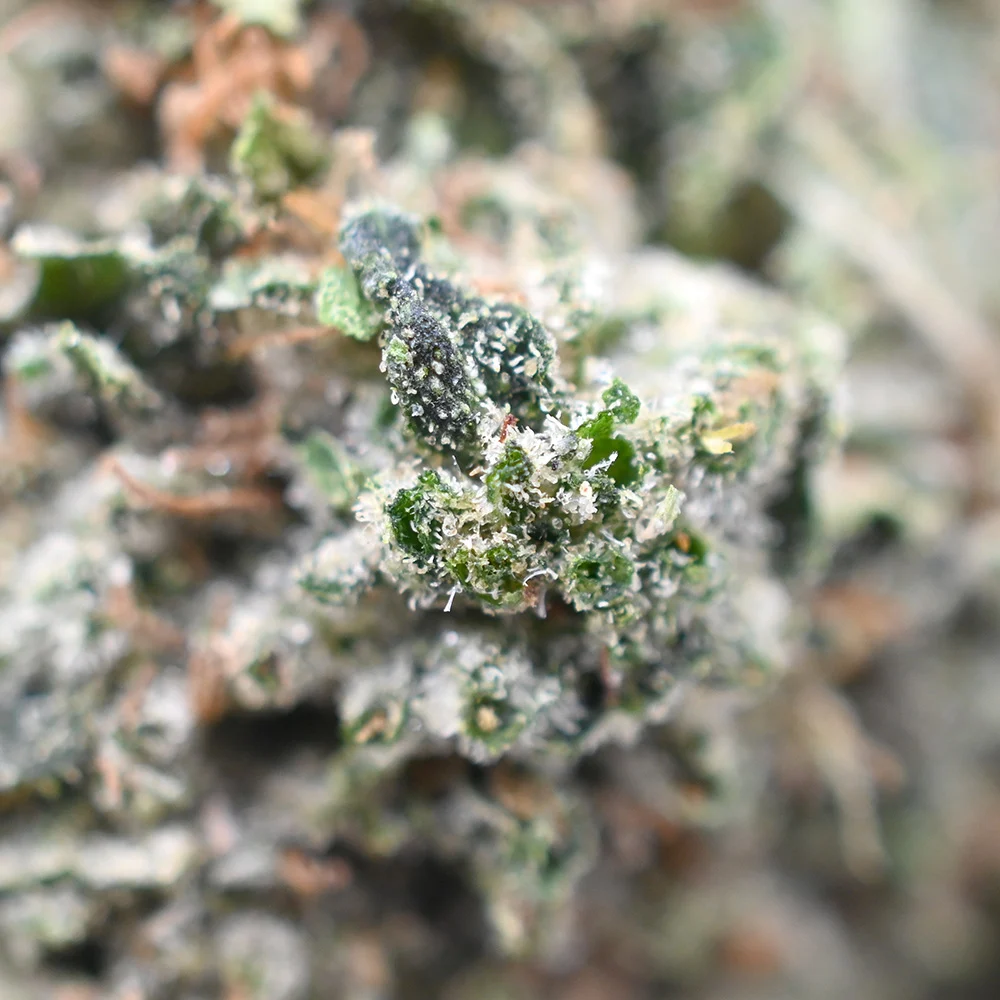 Mango Sherbet Strain