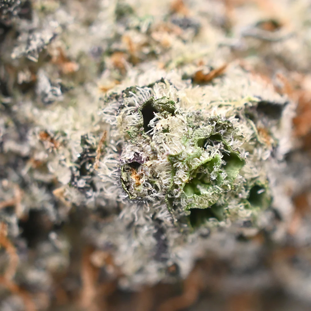 Mimosa weed Strain