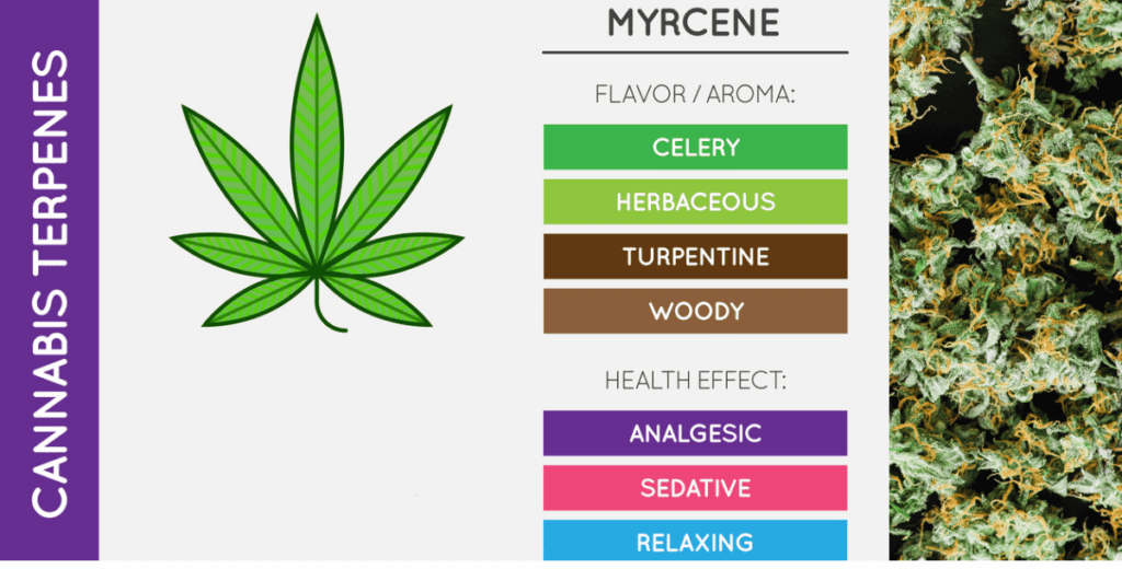 Powerful Terpenes That Enhance Your Cannabis High (Guide 2026)