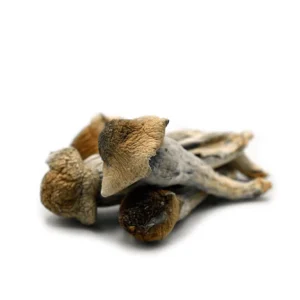 Penis Envy Mushroom