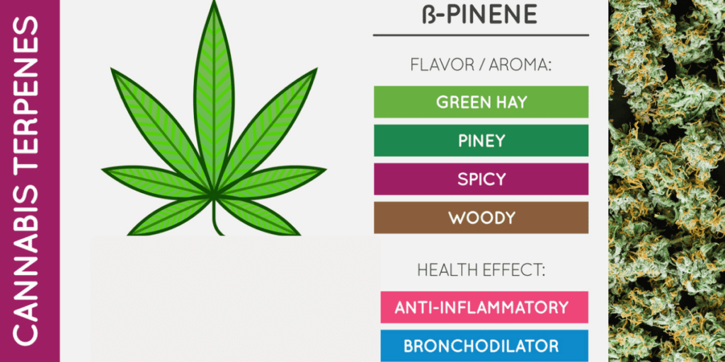 Powerful Terpenes That Enhance Your Cannabis High (Guide 2026)