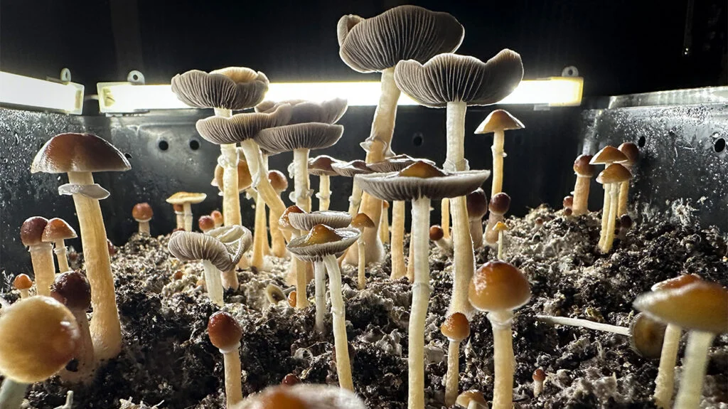 Psilocybin for Depression New Study Reveals Powerful Mental Health Breakthrough
