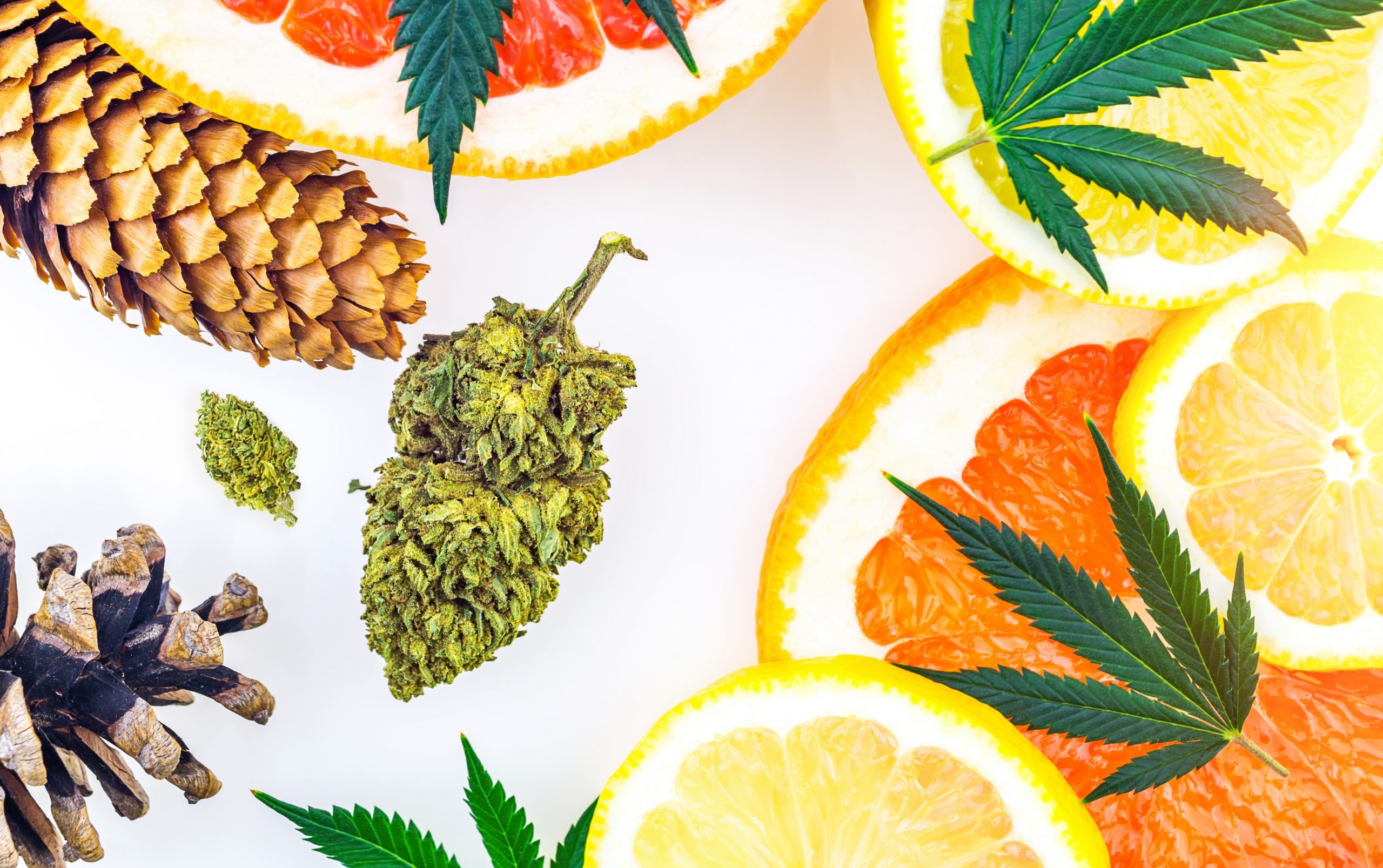 The Ultimate Cannabis Terpenes Guide: 15 Powerful Aromas That Can Elevate or Ruin Your High