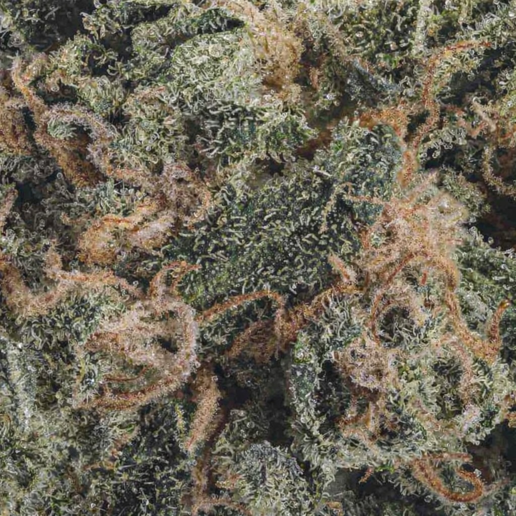 Buy Alaskan Ice AAA weed online in Canada with frosty trichomes and premium flower quality from BakeHouse