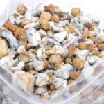 Avalanche Magic Mushrooms
