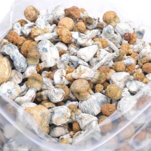 Avalanche Magic Mushrooms