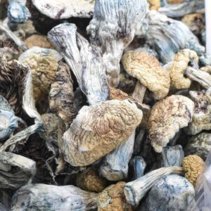 Jedi Mind Fuck Magic Mushrooms
