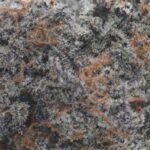 candyland strain AA cannabis flower with frosty trichomes