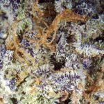Pink Death Popcorn Strain