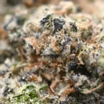 Cap Junky Strain