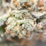 Gorilla Glue #4 Strain