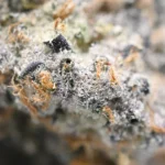 Laughing Buddha Strain