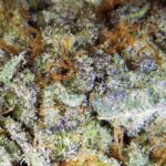 Mac 10 Strain