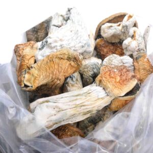 Mack Shack Magic Mushrooms