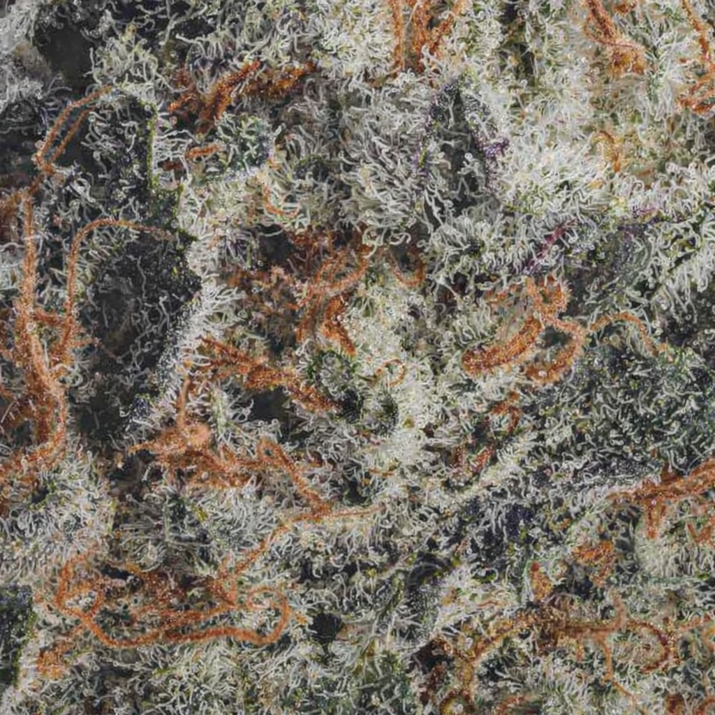 Macro close-up of Memory Loss BBAAA cannabis flower with frosty trichomes