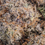 Miracle Alien Cookies AAA macro trichome cannabis Canada frosty resin buds high THC close up