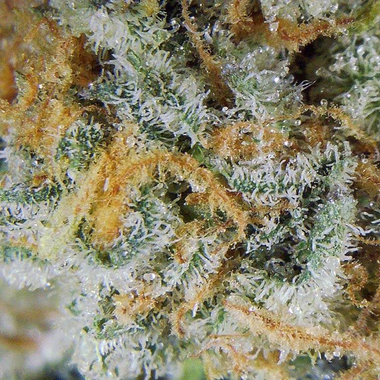 Purple Nuken Strain
