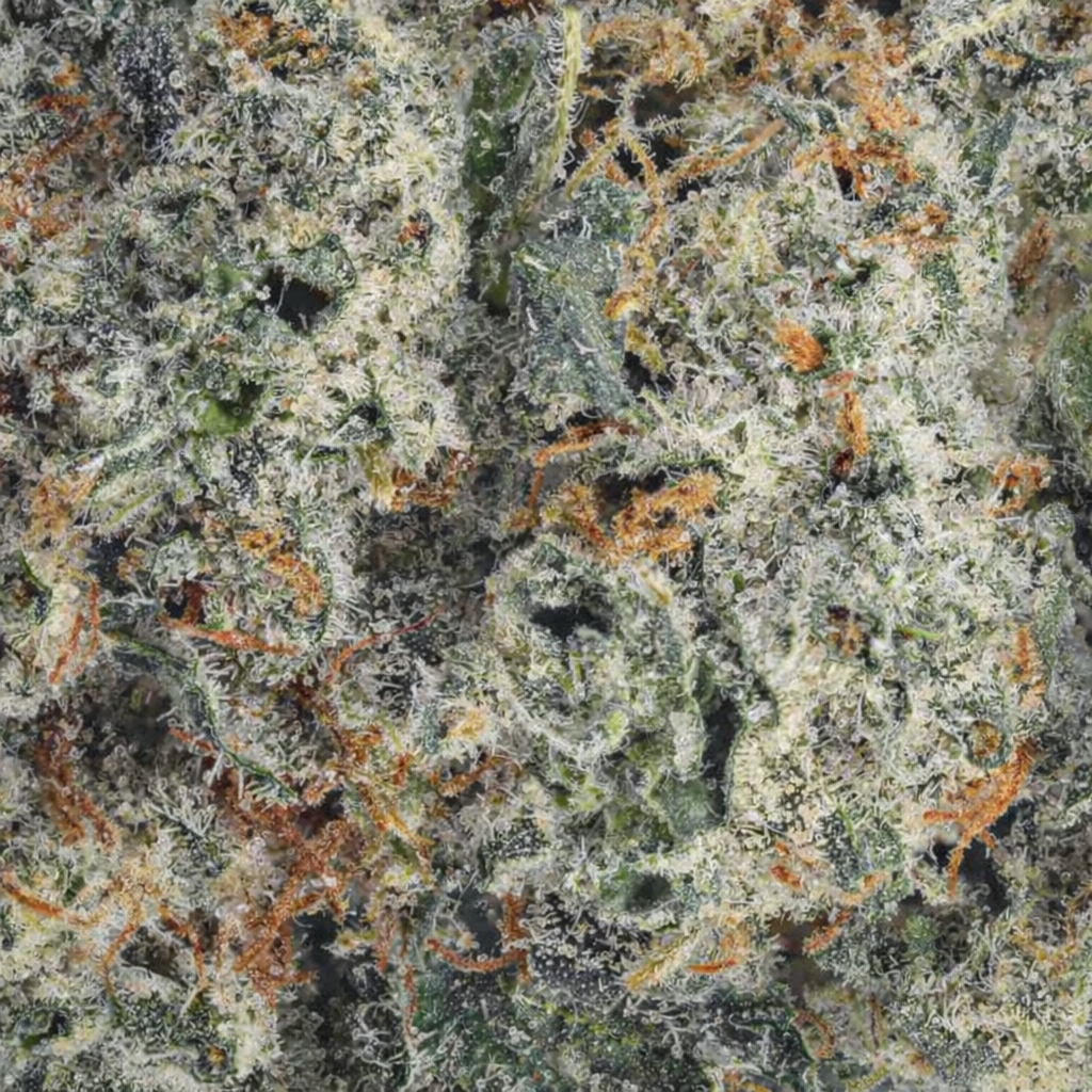 Buy Quantum Kush strain online premium cannabis Canada