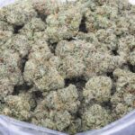 sherbanger strain Craft Farms AAAA cannabis flower in bulk container