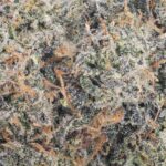 Macro close-up of Sherbanger Strain Craft Farms AAAA cannabis flower with frosty trichomes