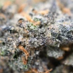Strawberry Mochi Strain
