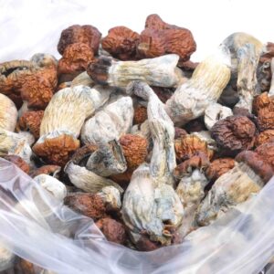 Texas Yellow Cap Magic Mushrooms